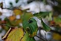 Parco Europa Autunno_066